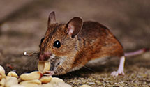 24 Hour & Emergency Exterminators in White Lake, NC